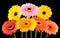 Collection of Colorful Gerbera Marigold Flowers Isolated