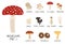 Collection Or Colorful Isolated Mushrooms