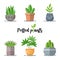 Collection of Colorful Potted plants in flat design