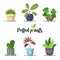 Collection of Colorful Potted plants in flat design