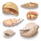 Collection of colorful realistic seashells isolated on a white background.