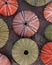 Collection of colorful sea urchins on sand beach