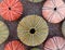 Collection of colorful sea urchins on sand beach