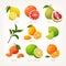 Collection of colourful illustrations of citrus fruit. Whole fruit with a slice. Common organic products at winter markets.