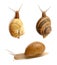 Collection of common garden snails on white background