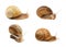 Collection of common garden snails on white background