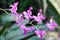 A collection of cooktown orchids in full bloom.