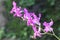 A collection of cooktown orchids in full bloom.