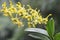 A collection of cooktown orchids in yellowish green in full bloom.