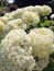 A collection of cream white hydrangeas