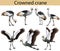 Collection of crowned cranes in colour image