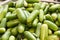 Collection of cucumbers growing in greenhouses in the kibbutz in Israel