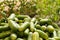 Collection of cucumbers growing in greenhouses in the kibbutz in Israel