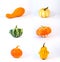 Collection of cucurbit