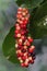 A collection of currant tree fruit that is ready to be harvested.