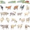 Collection of cute goats and lambs.