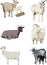 Collection of cute goats and lambs. Isolated on a white background.