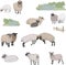Collection of cute lambs on a white background.