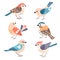 Collection of cute little folk birds