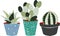 Collection of cute pots with cacti and succulents.