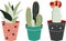 Collection of cute pots with cacti and succulents.