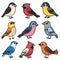 Collection cute stylized birds illustrated various colors. Cartoon birds sporting shades blue