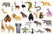 Collection of cute vector animals. Hand drawn animals which are common in Africa. Icon set isolated on a white