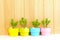 Collection of daisy tree in colorful flowerpot.