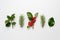 Collection of decorative Christmas plants with green leaves and