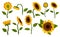 Collection decorative sunflower blossom. Hand drawn sunflower with green leaves. Decorative floral design elements for