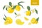 Collection of detailed drawings of whole and cut lemons, branches, flowers and leaves isolated on white background