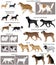 Collection of different breeds of dogs