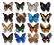 Collection of different butterflies on a white background