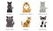 Collection of Different Cats Breeds, Bombay, Norwegian Forest, Russian Blue, Maine Coon, Bengal, Devon Rex, Scottish