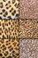 Collection of different leopard pelts