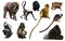 Collection of different monkeys