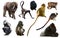 collection of different monkeys