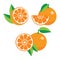 Collection of different oranges