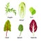 Collection of different plants arugula, witloof, corn, chard, spinach, radicchio