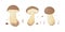 Collection of different realistic edible mushrooms in colorful style. Set of various engraved seasonal fungi vector