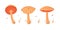 Collection of different realistic edible mushrooms in colorful style. Set of various engraved seasonal fungi vector