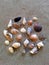 Collection of different seashells and marine snails