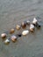 Collection of different seashells and marine snails on beach sand