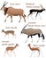 Collection of different species of antelopes in colour image