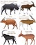 Collection of different species of antelopes in colour image: black wildebeest white-tailed gnu, bontebok, bongo, addax
