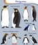 Collection of different species of penguins in colour image: emperor, king, little, african, northern rockhopper