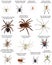 Collection of different species of spiders in colour image: southern black widow, australian black widow, mexican redknee