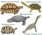 Collection of different species of turtles and tortoises in colour image: pig-nosed turtle, snake-necked turtle, chinese softshell