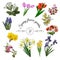 Collection of different spring flowers: tulip, iris, narcissus, malus, papaver, crocus, mimosa, muscari and primula.