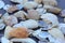 Collection of different type and colors of dead Seashells close view, selective focus.
